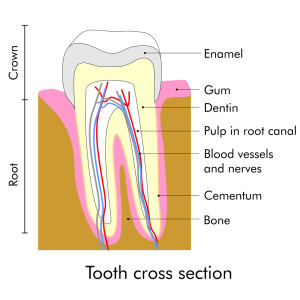 Do you have discomfort in your teeth that won’t go away? Root canal therapy in Crete could give you the relief you deserve. 